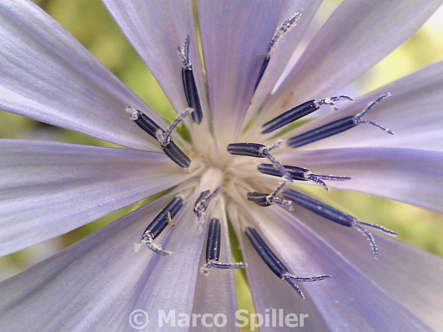 Cichorium intybus